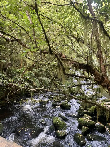 Best Waterfall Trails in Tokanui AllTrails