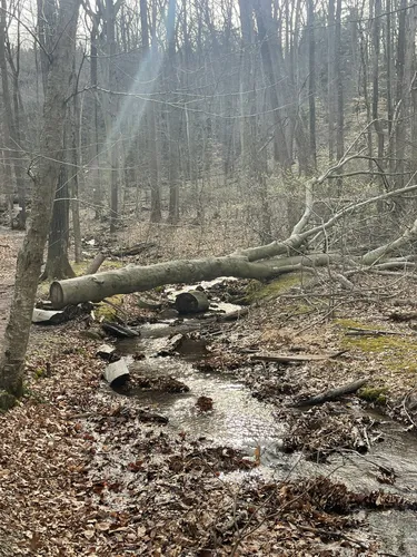 Best Short Trails in Nolde Forest - EyJidWNrZXQiOiJhc3NldHMuYWxsdHJhaWxzLmNvbSIsImtleSI6InVwbG9hZHMvcGhvdG8vaW1hZ2UvNzI3NTkzNjUvMzhhNmE3ZjA1MmZhYTkyMzNhY2Y1MjA0MGMwMWIzNDAuanBnIiwiZWRpdHMiOnsidG9Gb3JtYXQiOiJ3ZWJwIiwicmVzaXplIjp7IndpZHRoIjo1MDAsImhlaWdodCI6NTAwLCJmaXQiOiJpbnNpZGUifSwicm90YXRlIjpudWxsLCJqcGVnIjp7InRyZWxsaXNRdWFudGlzYXRpb24iOnRydWUsIm92ZXJzaG9vdERlcmluZ2luZyI6dHJ1ZSwib3B0aW1pc2VTY2FucyI6dHJ1ZSwicXVhbnRpc2F0aW9uVGFibGUiOjN9fX0=