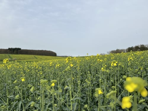 Zweiburgen-Extratour (Premiumwanderweg)