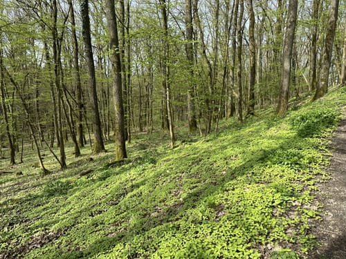 Zweiburgen-Extratour (Premiumwanderweg)