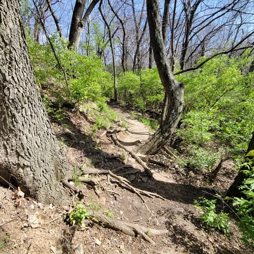 Best Dog Friendly Trails in Kansas City AllTrails