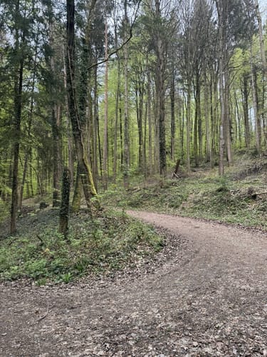 Mainauwald rund um St. Katharina