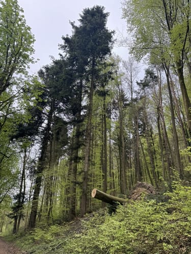 Mainauwald rund um St. Katharina