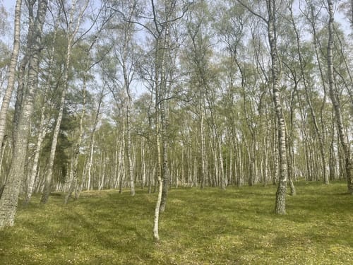 Altwarp Süd