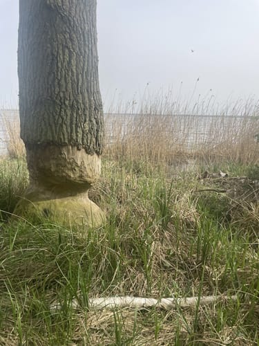 Altwarp Süd