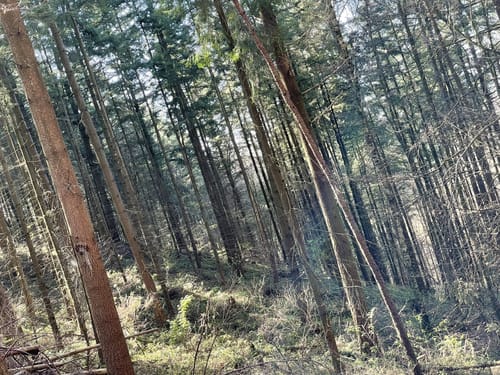 Rheinsteig-Exkursion Schauinsland