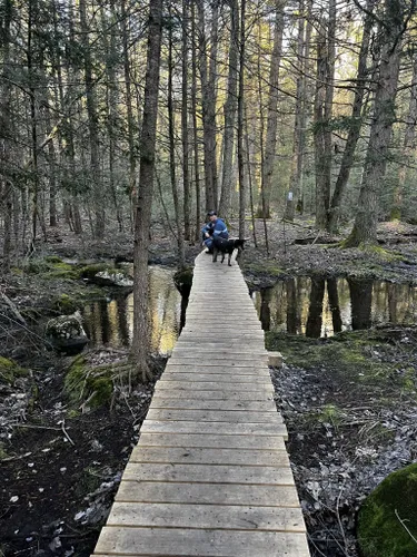 Best Forest Trails in Trout Brook Conservation Area | AllTrails