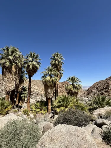 Best Forest Trails In Twentynine Palms | AllTrails