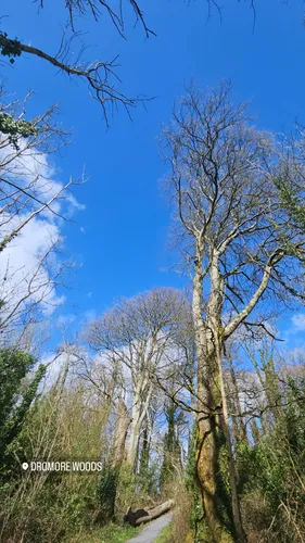 Best Hikes and Trails in Dromore Wood | AllTrails