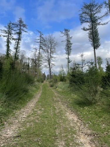 Turmberg Trail