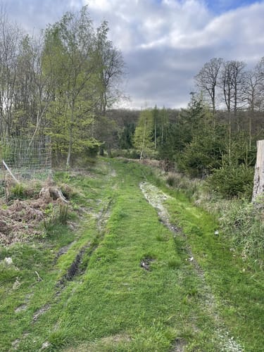 Turmberg Trail