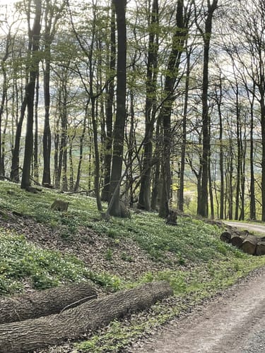 Turmberg Trail