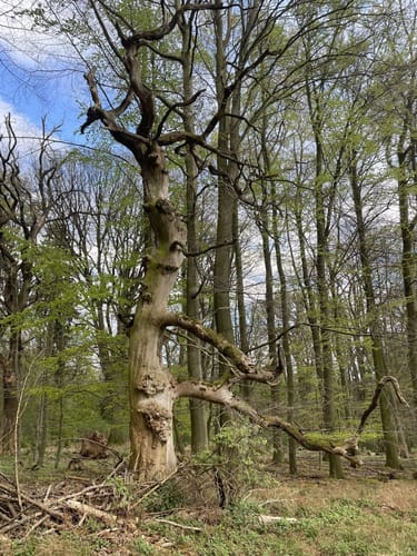 Turmberg Trail
