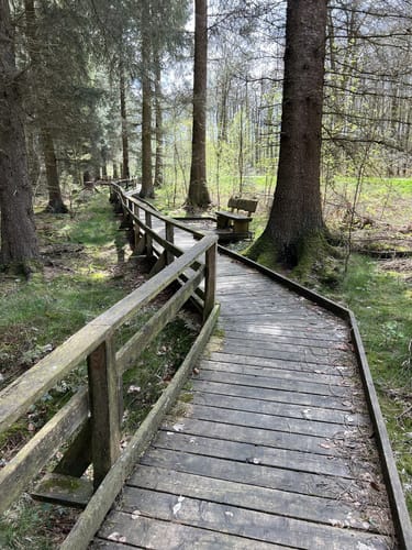 Todtenbruchmoor