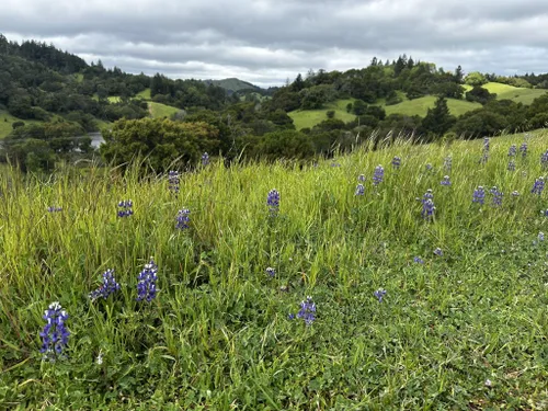 Best Fishing Trails in Mount Tamalpais Watershed