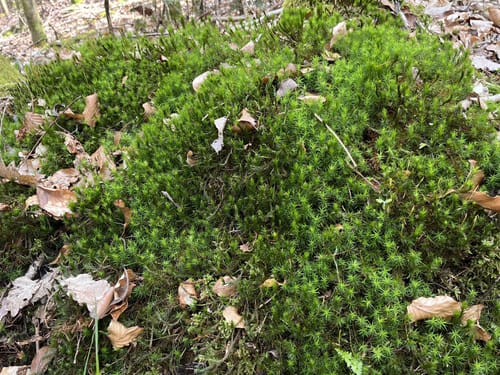 Im Landschaftsschutzgebiet Untere Murg