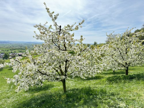 Panoramawanderung Mönchberg - Kayh