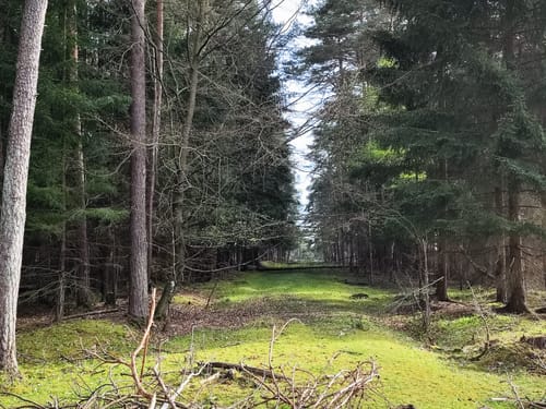 Tennenloher Forst - Kreuzeiche - Kugelfangwall Rundweg