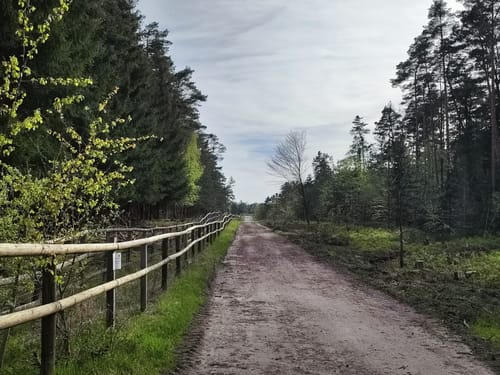 Tennenloher Forst - Kreuzeiche - Kugelfangwall Rundweg