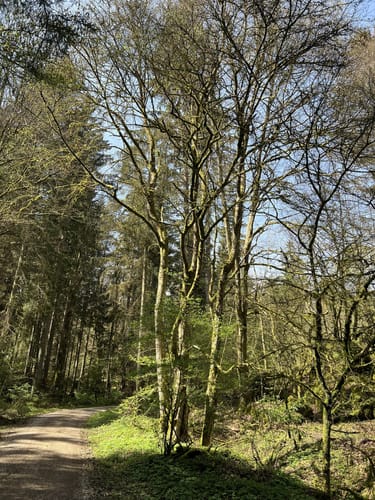 Pegnitztal bei Rupprechtsstegen
