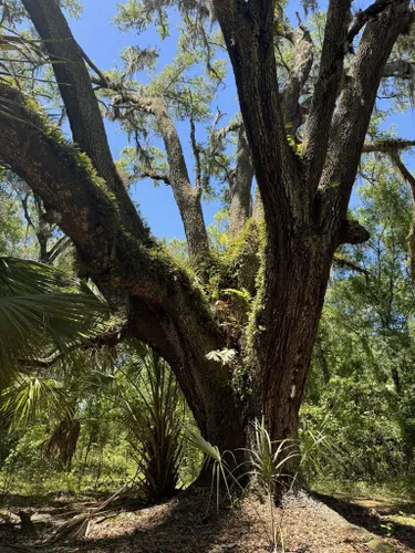 Lost in the Lush: Exploring the Enchanting Assekonk Swamp Wildlife Management Area