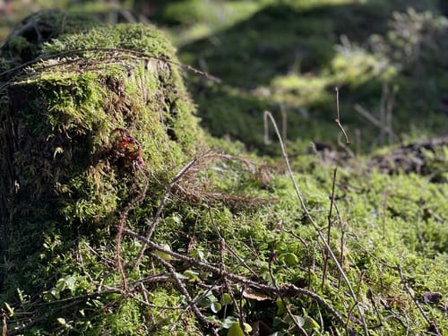 Schmidts Kiefern und Heidhofer Teiche