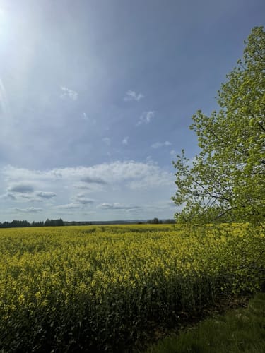 Sagenhafter Waldpfad (Pfalz)