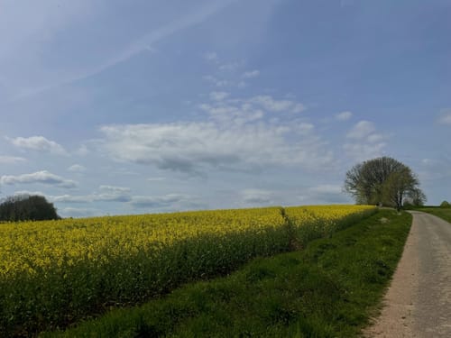 Sagenhafter Waldpfad (Pfalz)