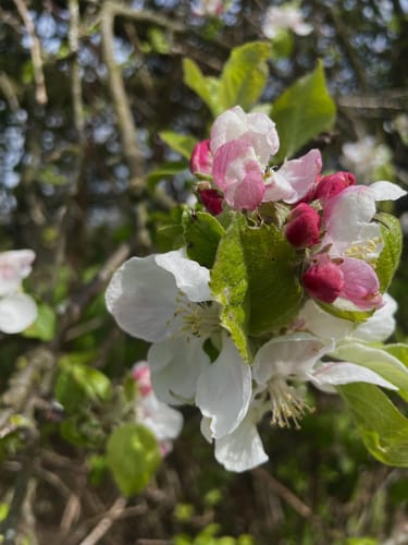 Sagenhafter Waldpfad (Pfalz)