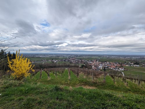 In die Weinberge über Affental