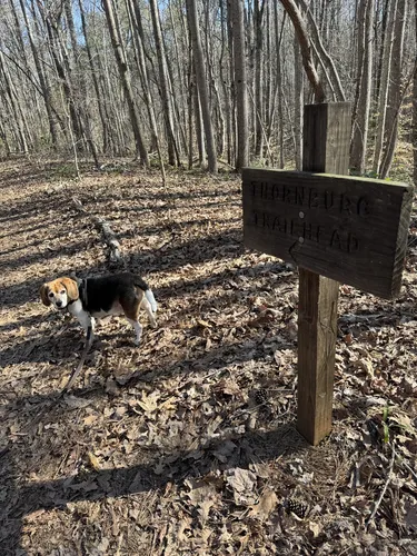 Nature’s Harmony: 5 Scenic Hiking Trails in Asheboro – North Carolina