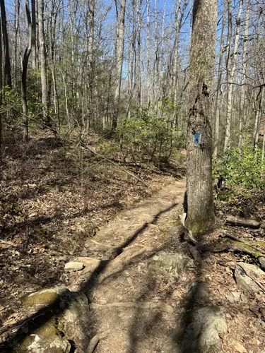 Best Cave Trails in George Washington - EyJidWNrZXQiOiJhc3NldHMuYWxsdHJhaWxzLmNvbSIsImtleSI6InVwbG9hZHMvcGhvdG8vaW1hZ2UvNzIxMzIwNzAvMTMxZDlmMTA3NWEwNDYzYWZhNzExOGMzNzZkMzFlZGQuanBnIiwiZWRpdHMiOnsidG9Gb3JtYXQiOiJ3ZWJwIiwicmVzaXplIjp7IndpZHRoIjo1MDAsImhlaWdodCI6NTAwLCJmaXQiOiJpbnNpZGUifSwicm90YXRlIjpudWxsLCJqcGVnIjp7InRyZWxsaXNRdWFudGlzYXRpb24iOnRydWUsIm92ZXJzaG9vdERlcmluZ2luZyI6dHJ1ZSwib3B0aW1pc2VTY2FucyI6dHJ1ZSwicXVhbnRpc2F0aW9uVGFibGUiOjN9fX0=