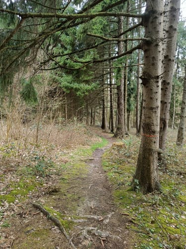 Mühlenweg im Wiehengebirge Etappe 5: Belm - Wallenhorst