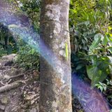 Gros Piton Trail, Micoud, Saint Lucia - 496 Reviews, Map | AllTrails