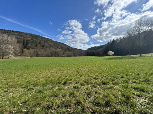 Breitenwald ab Hauptstuhl