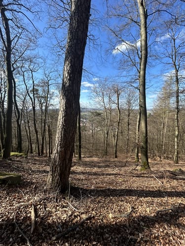 Breitenwald ab Hauptstuhl