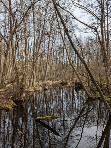 Von Borgsdorf nach Birkenwerder durchs Briesetal