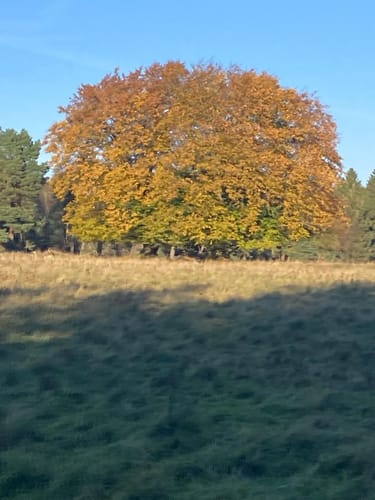 Wittenborner Heide und Segeberger Staatsforst ab Wittenborn
