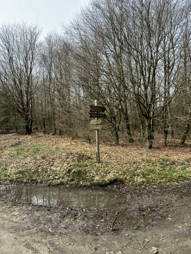 Hoher Meißner P1 (Premiumwanderweg)