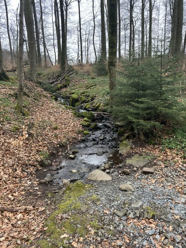 Hoher Meißner P1 (Premiumwanderweg)