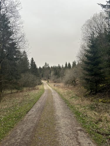 Hoher Meißner P1 (Premiumwanderweg)