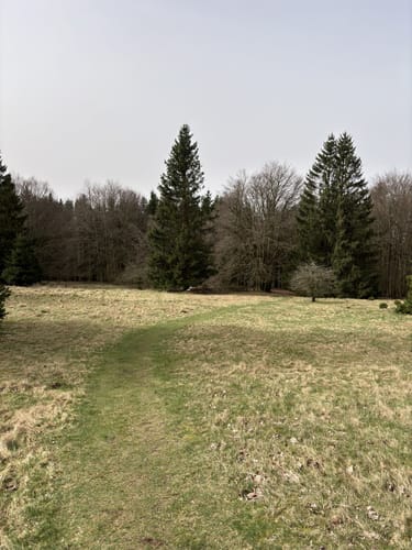 Hoher Meißner P1 (Premiumwanderweg)