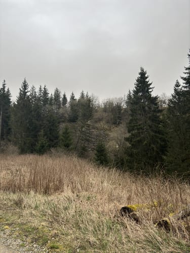 Hoher Meißner P1 (Premiumwanderweg)