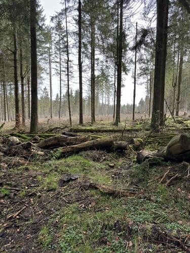 Hoher Meißner P1 (Premiumwanderweg)