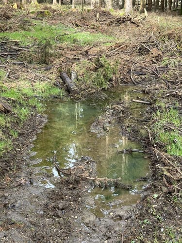 Hoher Meißner P1 (Premiumwanderweg)