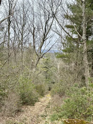 Best Easy Trails in Bald Eagle State Forest | AllTrails