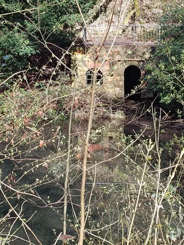 Witthausbusch