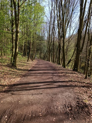 Witthausbusch