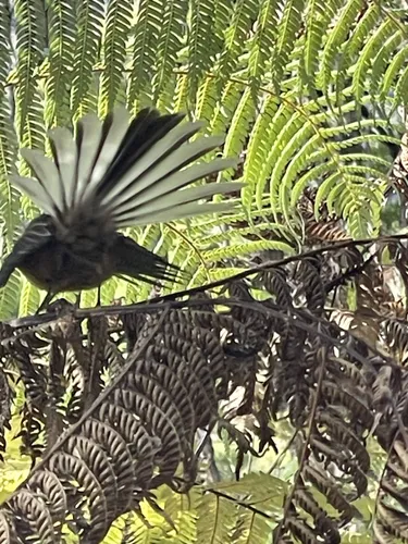 Best Mountain Biking Trails in Aotea Conservation Park AllTrails