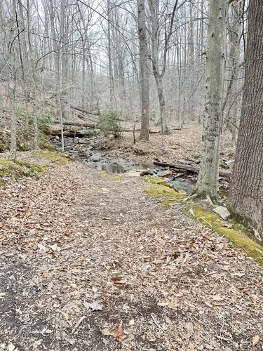 Best Forest Trails in Bull Run Mountains Natural Area Preserve | AllTrails